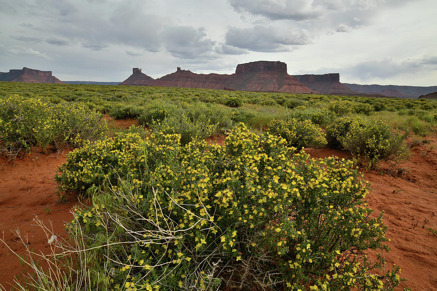 Castle Valley Desert in Bloom Photograph by Ray Mathis