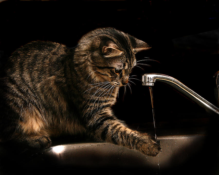 Cat & Water Photograph by Image By Stephen Garner