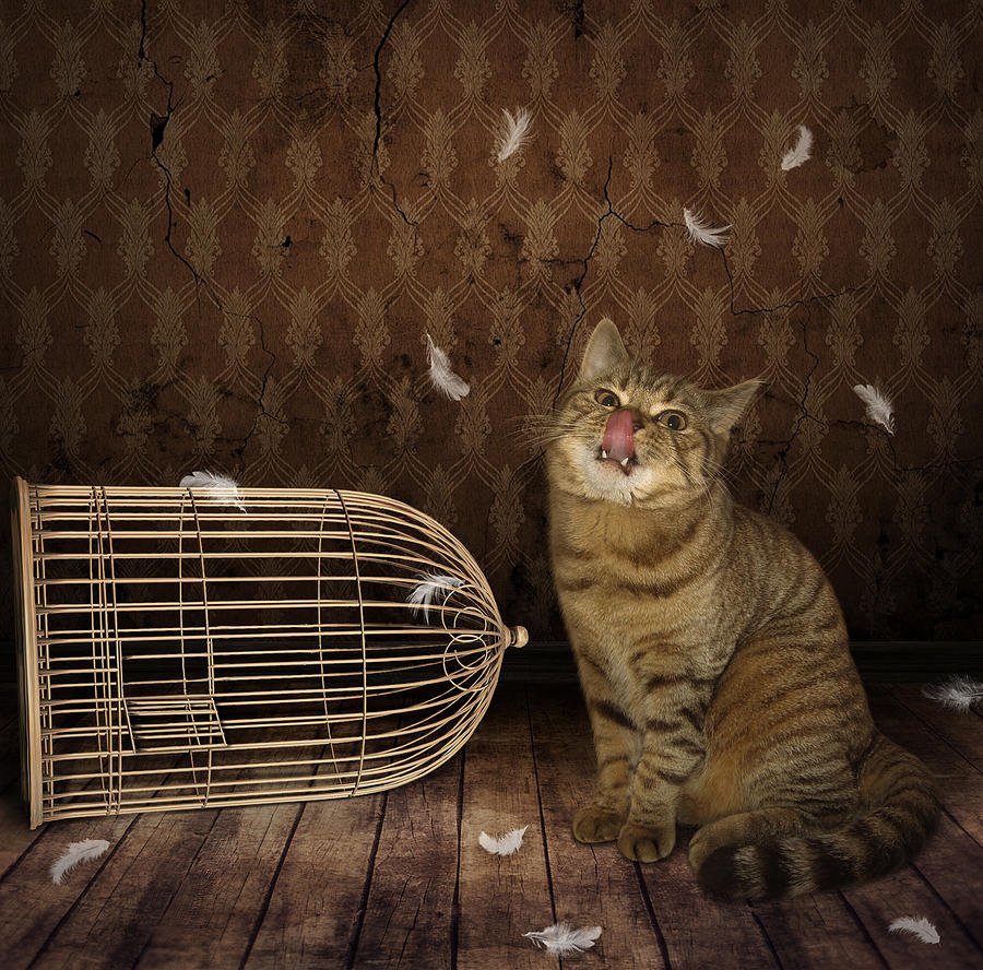 Feather Photograph - Cat And Bird ... by Irina Kuznetsova (iridi)
