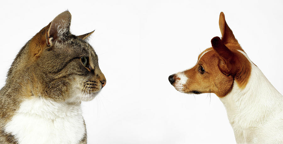 Animal Digital Art - Cat And Dog Looking At Each Other by Simon Murrell