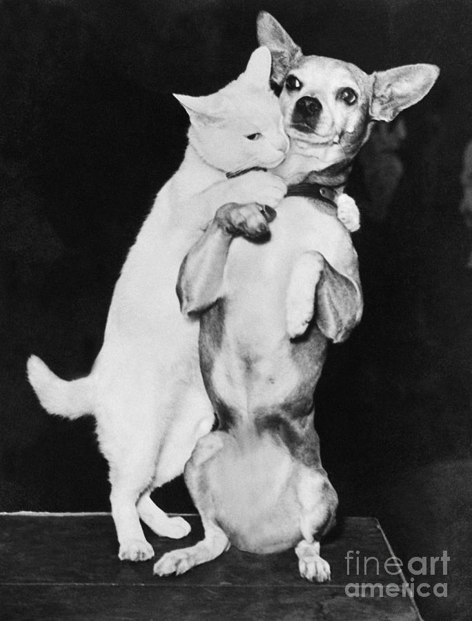 Cat And Dog Together Photograph by Bettmann