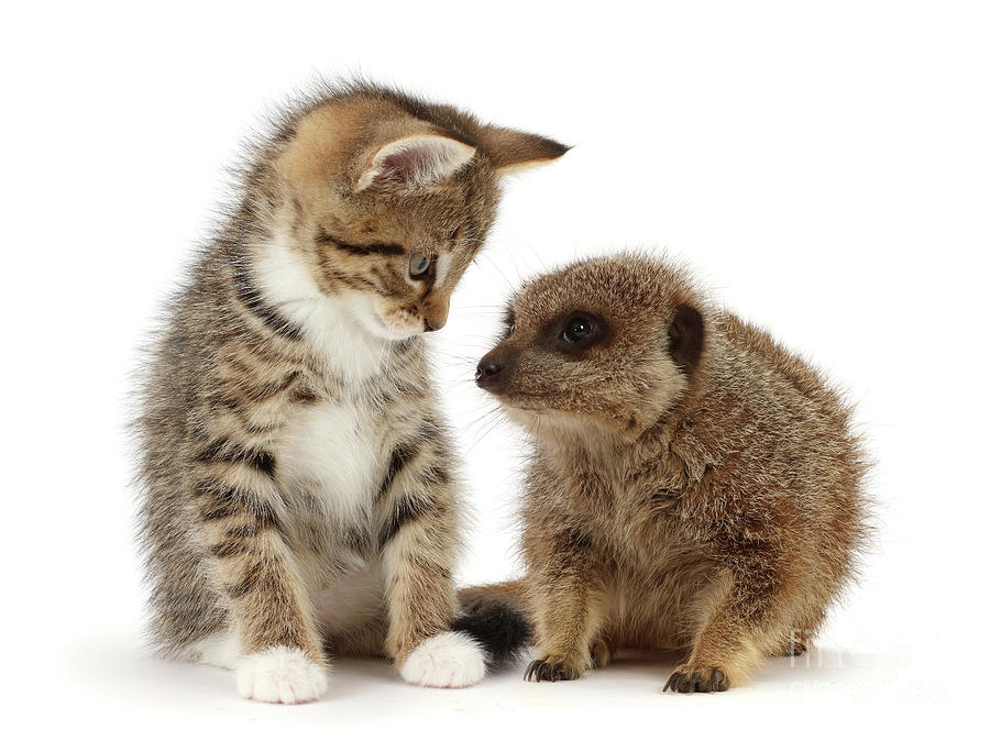 Cat and Meerkat Photograph by Warren Photographic
