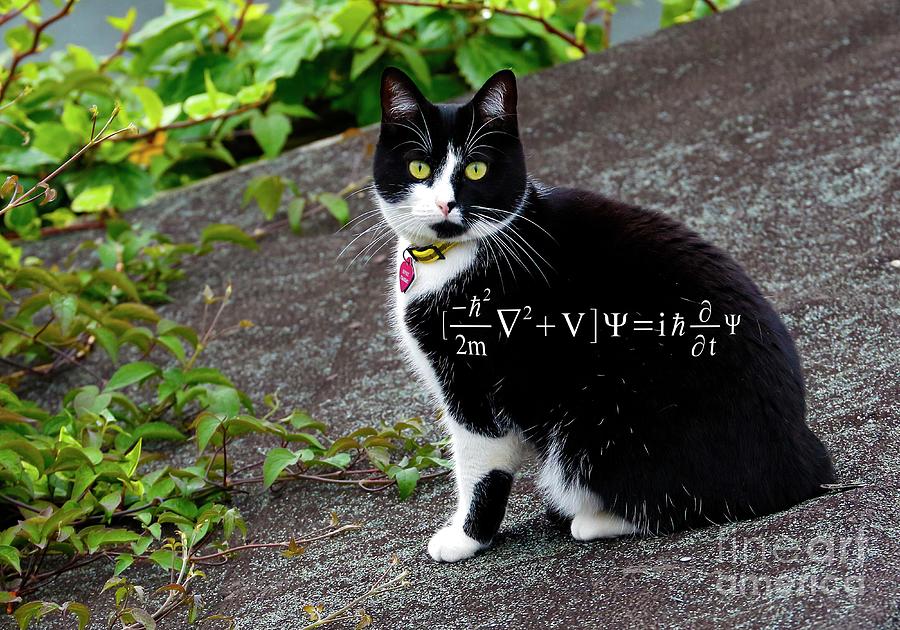 Cat And Schrodinger Wave Equation Photograph by Victor De Schwanberg/science Photo Library
