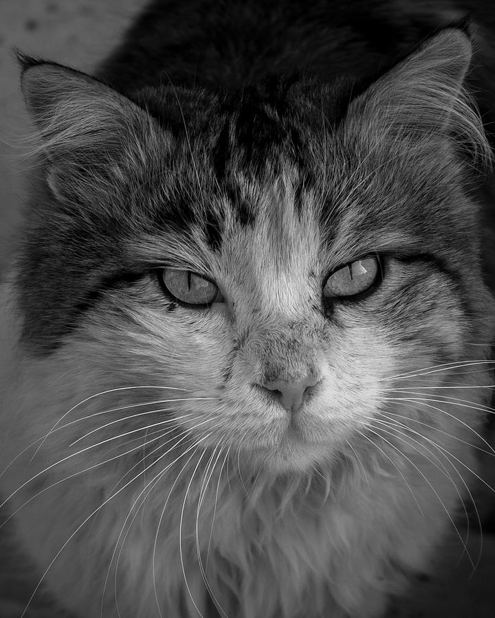 Cat Photograph by Arastoo Qadermazi