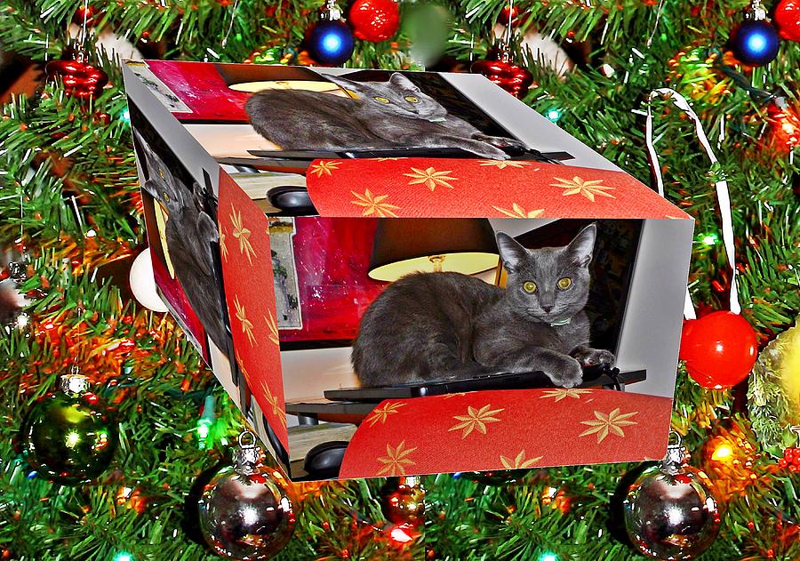 Cat as a box Digital Art by Karl Rose