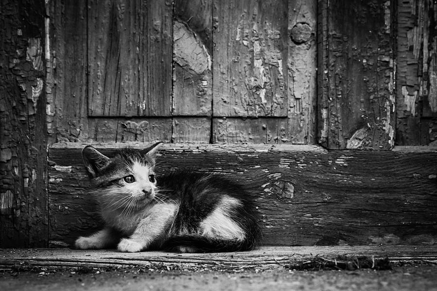 Cat At The Door Photograph by H?br Szabolcs