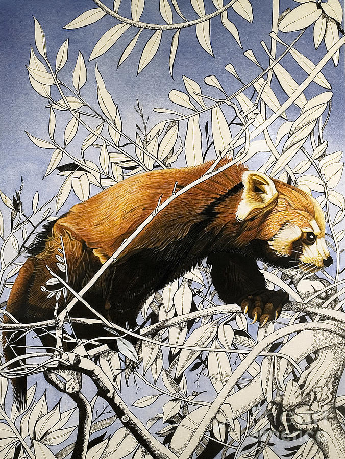 Animal Painting - Cat Bear Of The Himalayas by Susan Cartwright