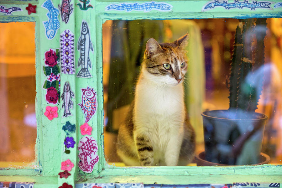 Cat Behind A Window Digital Art by Reinhard Schmid