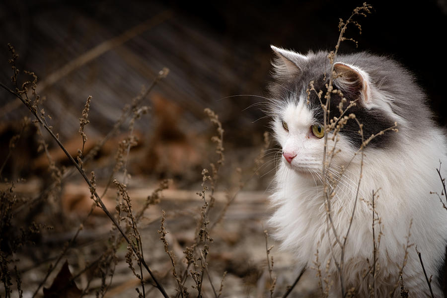 Animal Photograph - Cat Between Weeds by Olivia Popescu