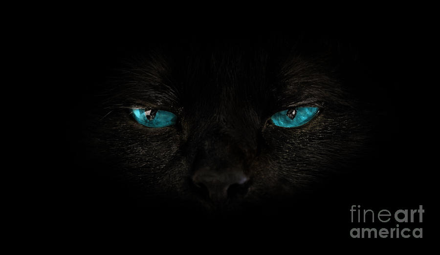 Cat blue eyes Photograph by Benny Marty