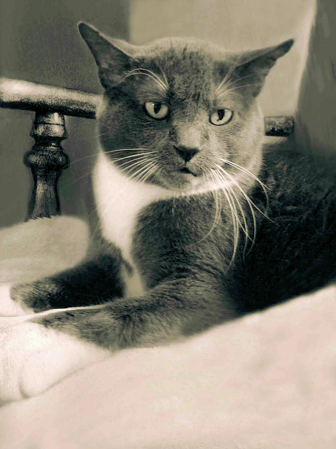 Cat Boticas Portrait 10 by Miss Pet Sitter Cat Boticas Portrait 10 by Miss Pet Sitter