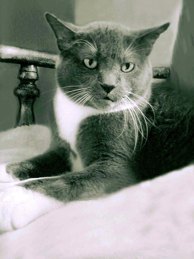 Cat Boticas Portrait 11 by Miss Pet Sitter Cat Boticas Portrait 11 by Miss Pet Sitter