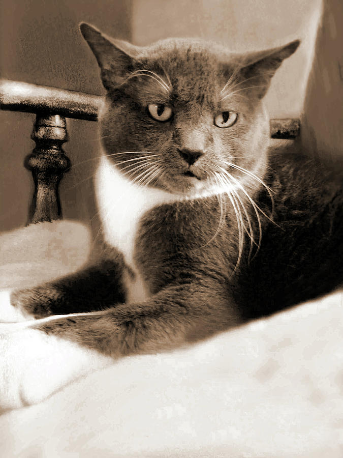 Cat Boticas Portrait 12 by Miss Pet Sitter Cat Boticas Portrait 12 by Miss Pet Sitter