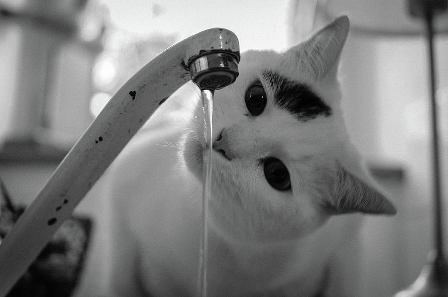 Black And White Photograph - Cat Drinking Water From Faucet by A*k