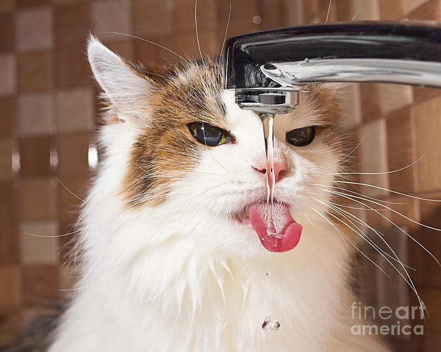 Cat Photograph - Cat Drinking Water In Bathroom by Phant