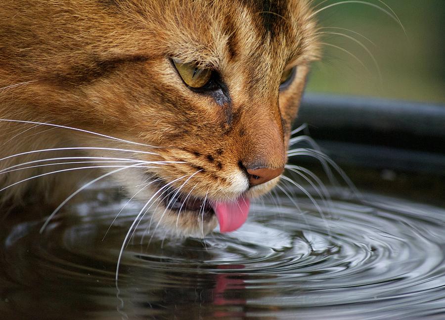 Cat Drinking Water Photograph by Lisa Beattie