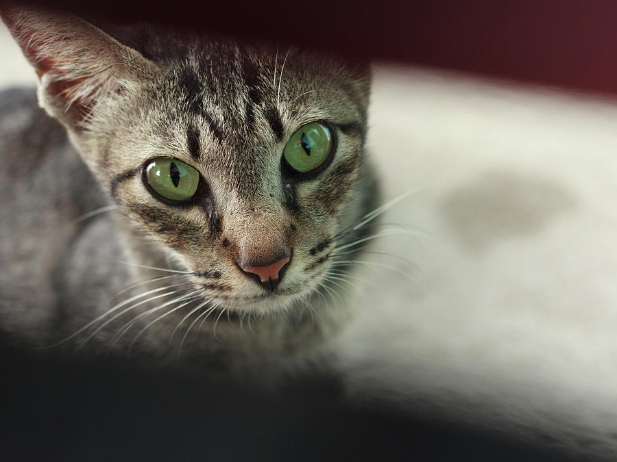 Cat Photograph - Cat Dumbfounded by Mangge Totok