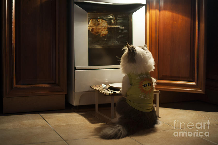 Lunch Photograph - Cat Expects Cooking Chicken by Kuban girl Lunch Photograph - Cat Expects Cooking Chicken by Kuban girl