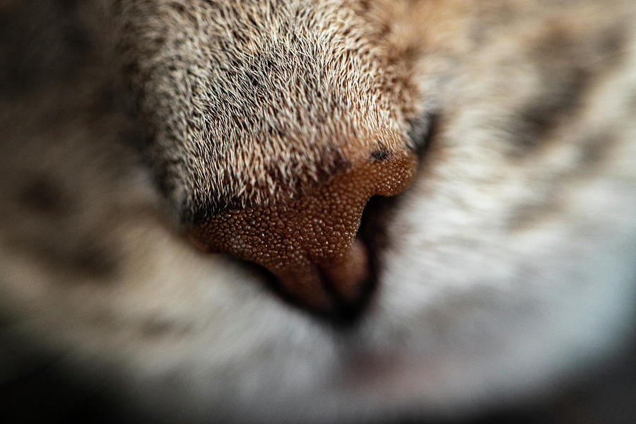 Macro Photography - Cat Photograph by Amelia Pearn