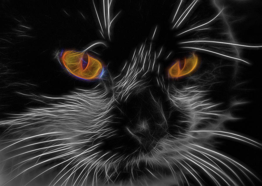 Cat Eyes Photograph by Cathy Kovarik