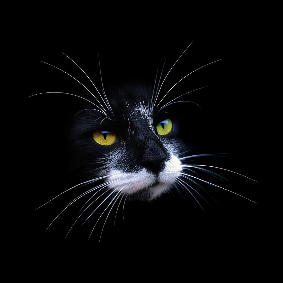 Cat Face On Black Background Photograph by Photo By Anthony Thomas