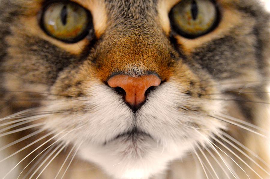 Cat Face Photograph by Sam Ullman - Fine Art America