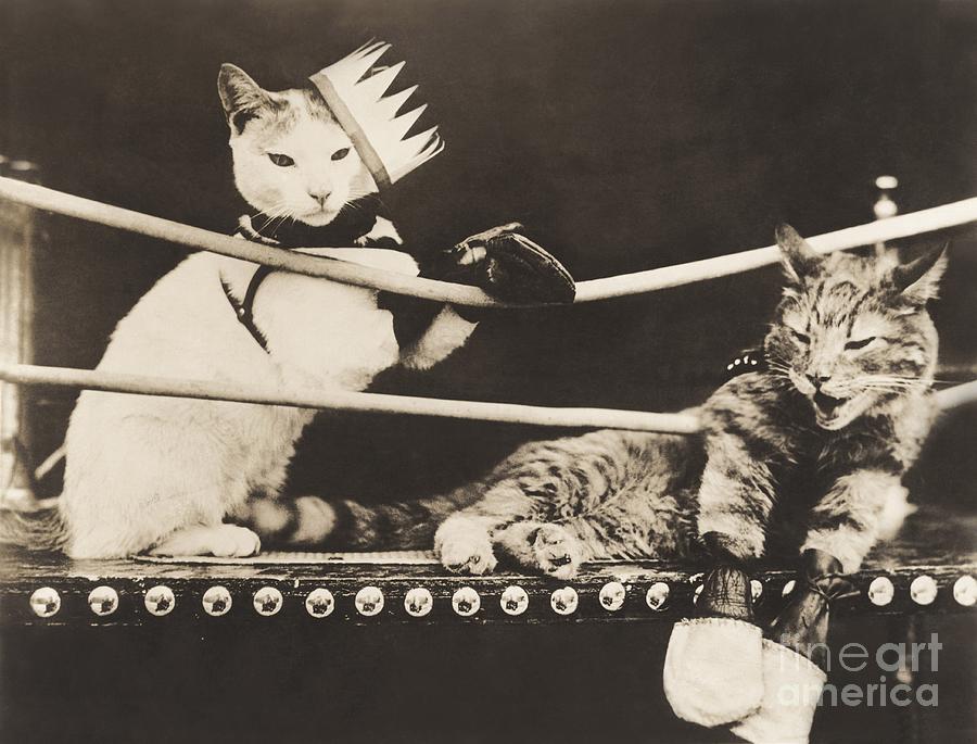 Animal Photograph - Cat Fight by Everett Collection