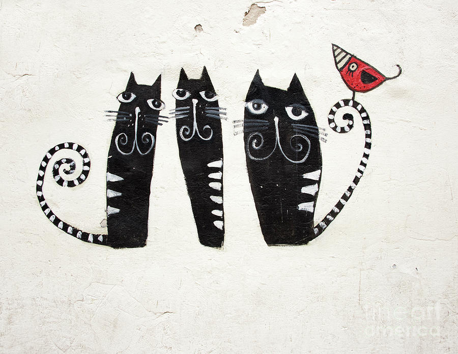 Cat Graffiti Photograph by Juli Scalzi
