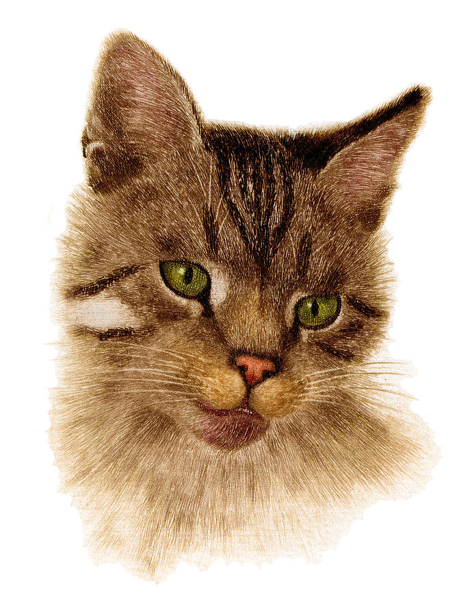 Animal Drawing - CAT by Guido Gruenwald