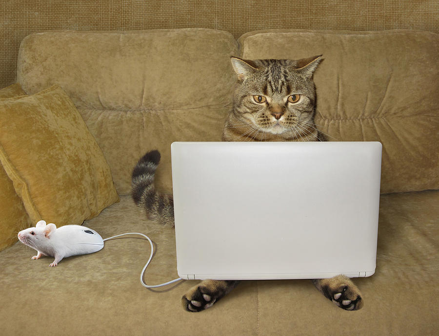 Cat-hacker... Photograph by Irina Kuznetsova (iridi)