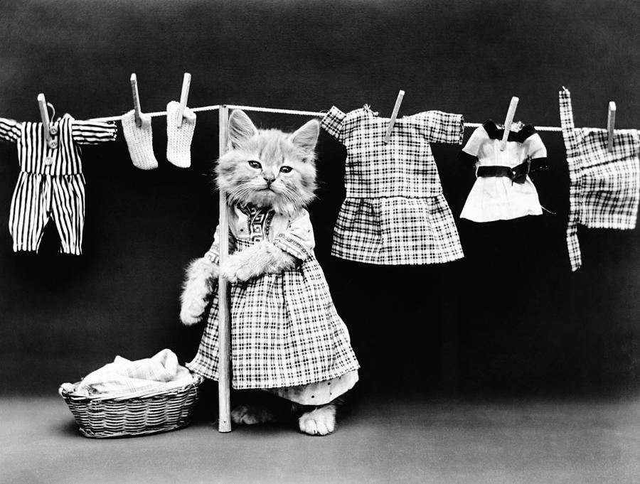 Cat Hanging Laundry On Clothesline - Harry Whittier Frees Photograph by War Is Hell Store
