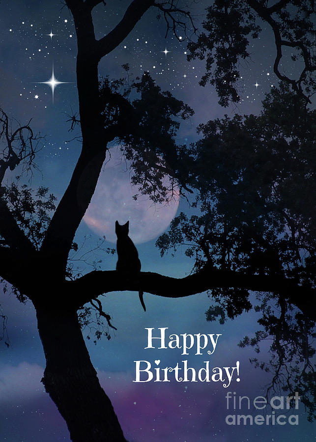 Cat Happy Birthday Wishing on Stars Photograph by Stephanie Laird