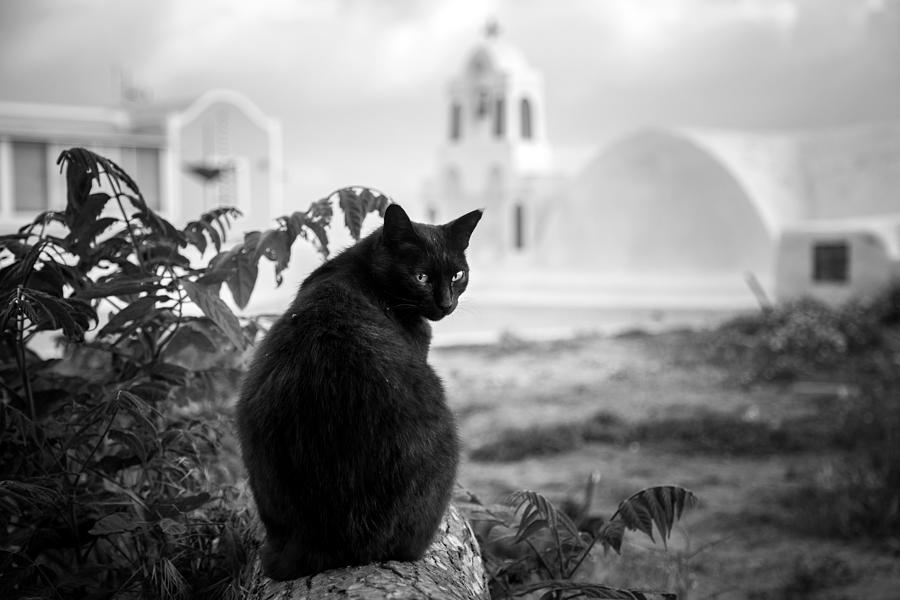 Cat Heaven Photograph by Lidia Vanhamme