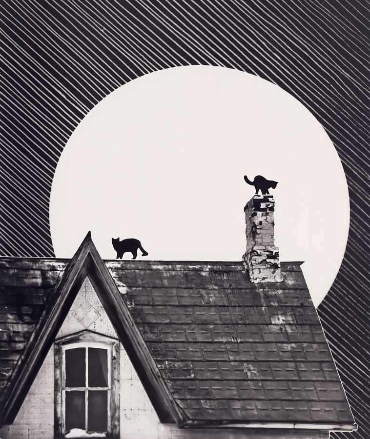 Cat House Moon Photograph by R.g.daniel