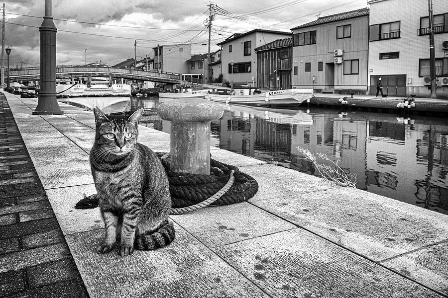 Cat In A Harbor Town Photograph by Haruyo Sakamoto