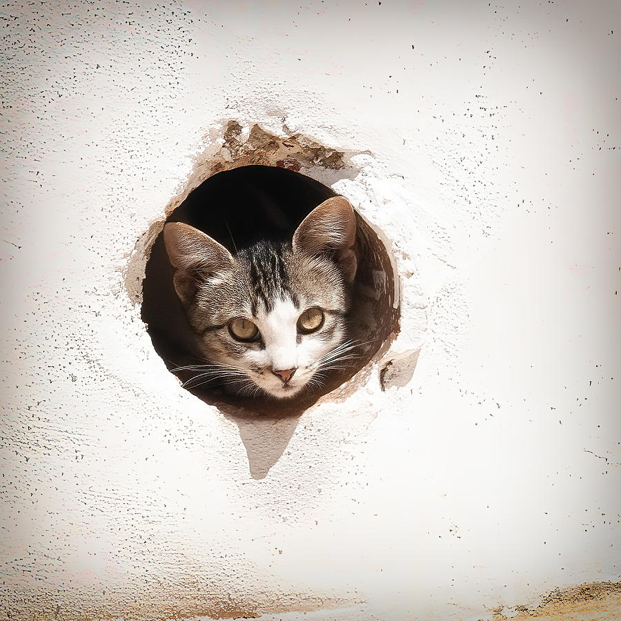 Cat In A Hole Photograph by Ina Tnzer