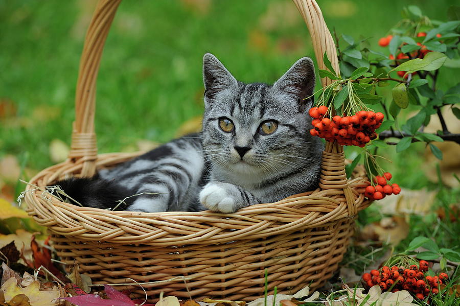 Cat In Basket Digital Art by Cornelia D?rr