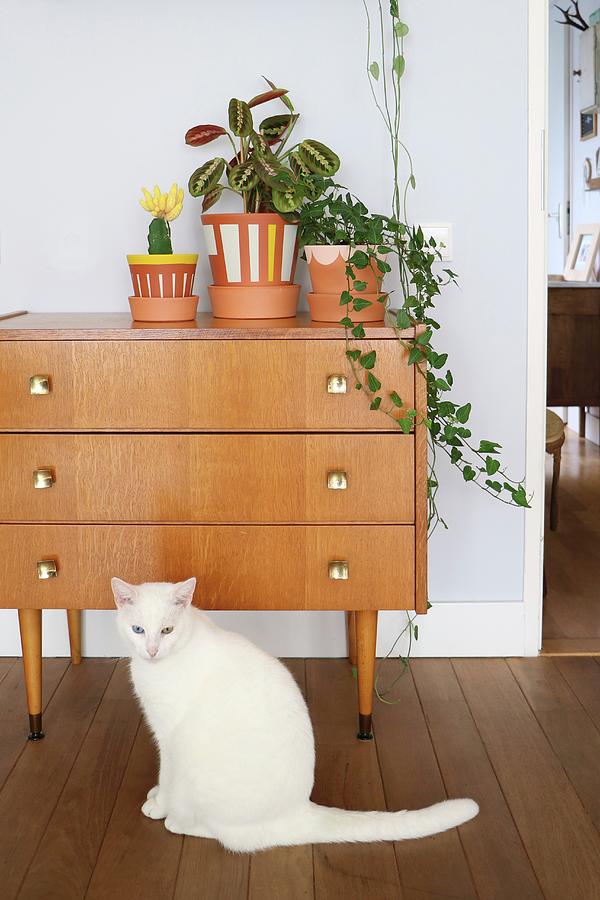 Cat In Front Of Plants In Painted Pots On Top Of Retro Cabinet Photograph by Marij Hessel