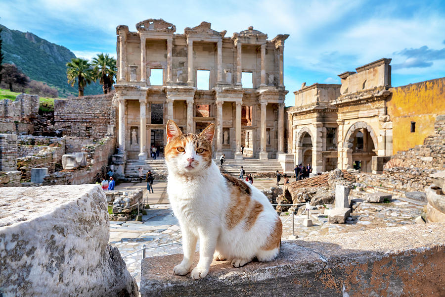 Greek Photograph - Cat in front of the Library of Celsus by Fabrizio Troiani