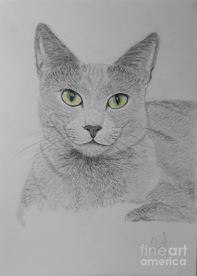 Cat Drawing - Feline portrait  by Cybele Chaves