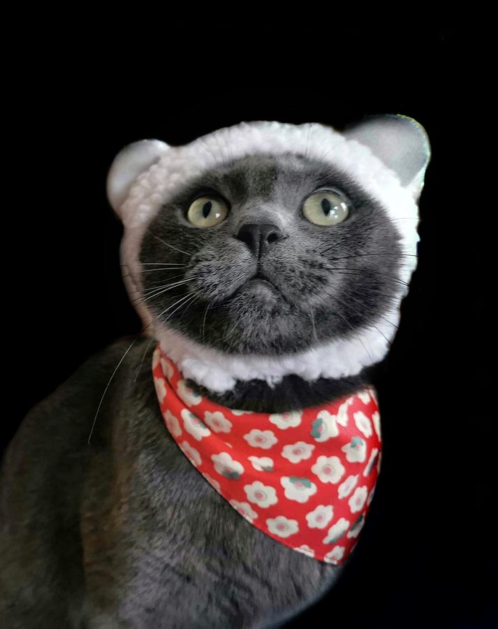 Cat In Hat Photograph by Jasmine - Fine Art America