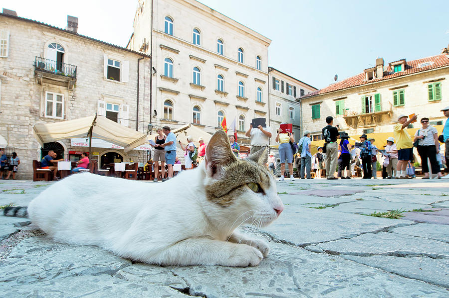City Digital Art - Cat In Kotor Old City, Montenegro by Stipe Surac