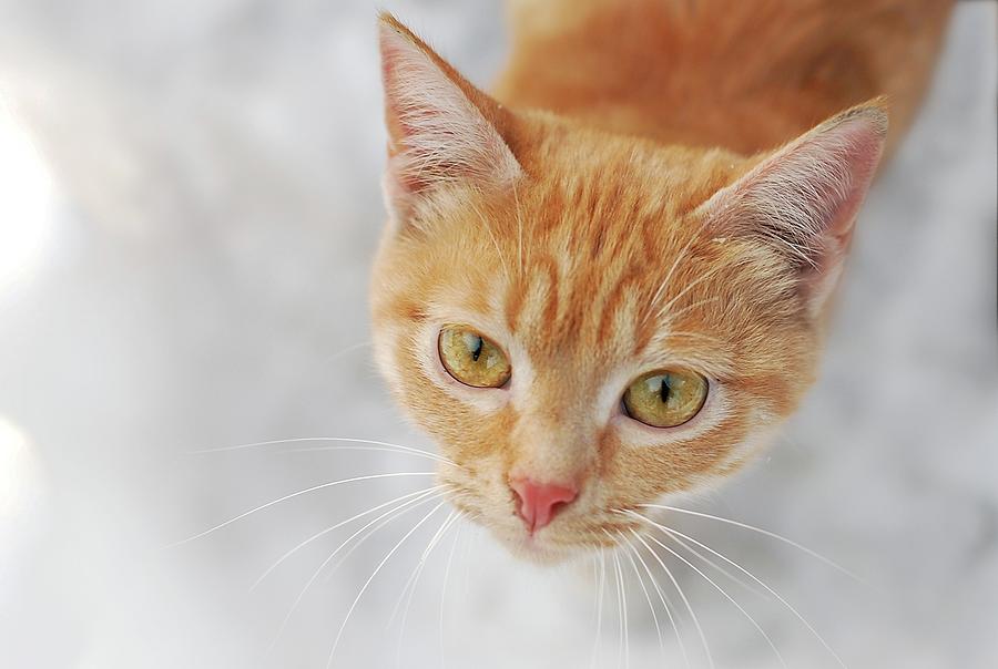Cat In Orange Color Photograph by Lilia Petkova
