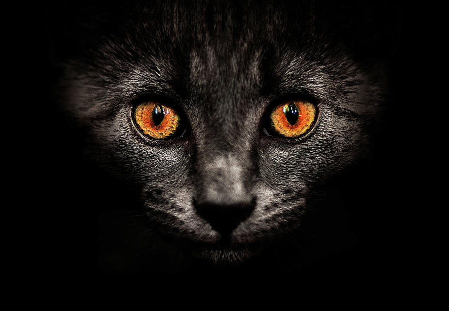 Cat In Shadows Photograph by Ingólfur Bjargmundsson