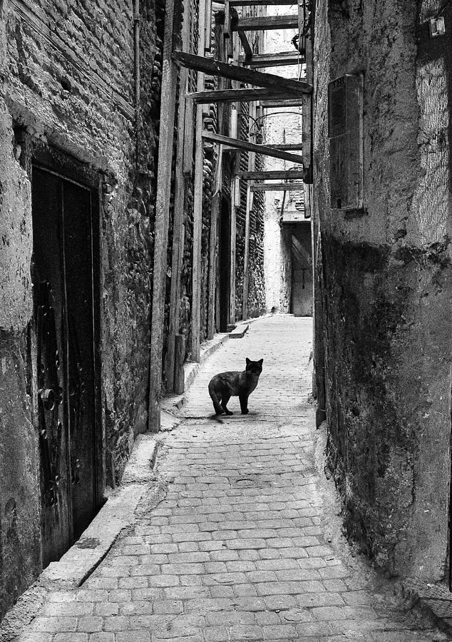 Cat In The Alley Photograph by Dario Puebla
