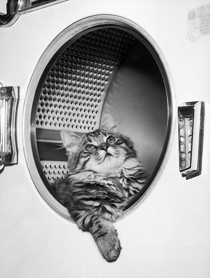 Cat In The Washing Machine Photograph by Keystone-france