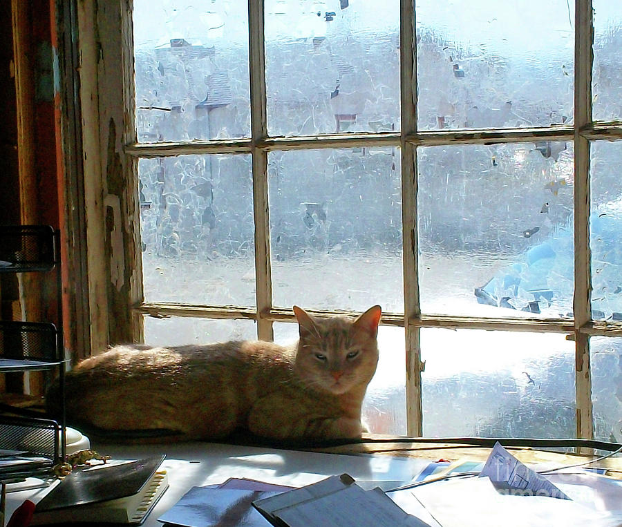 Cat In The Window 2 Photograph by Randall Weidner