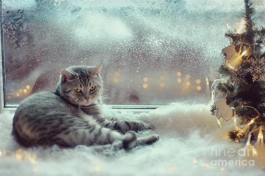 Pets Photograph - Cat In The Winter Window by Alekuwka Pets Photograph - Cat In The Winter Window by Alekuwka