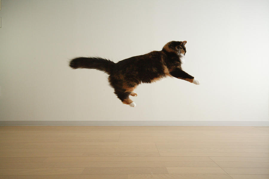 Cat Jumping In Air Photograph by Junku