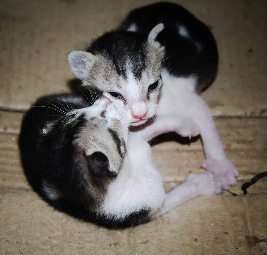 Cat licking another cat Photograph by Ezhil Prabhakaran Pixels